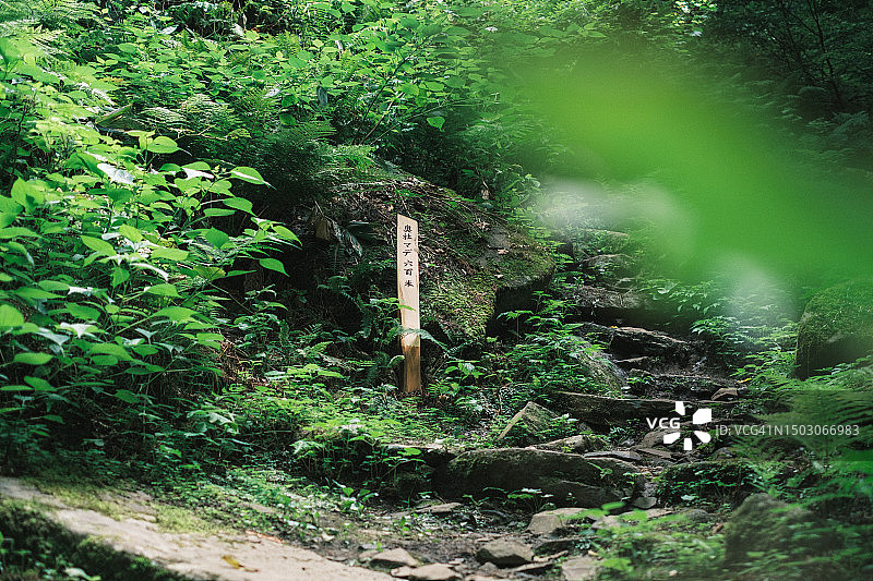 日本长野阳光明媚的森林小路图片素材