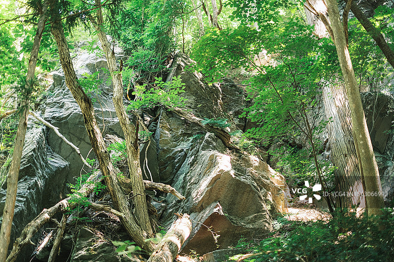 日本长野阳光明媚的森林小路图片素材