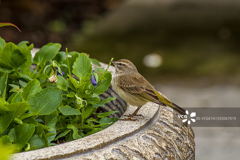 小莺雀图片素材