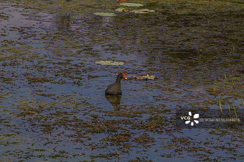 普通 gallinule图片素材