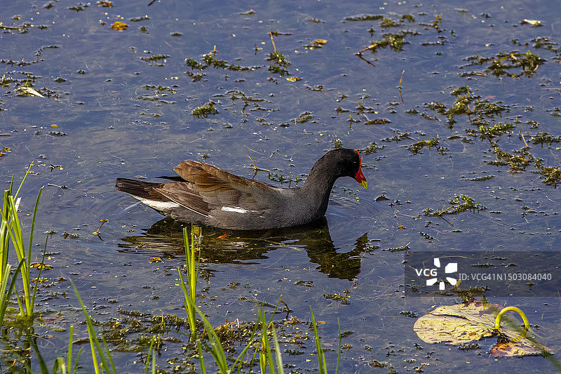 普通 gallinule图片素材