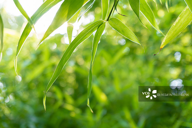 花园中绿色叶子的特写自然景观，竹叶背景模糊图片素材