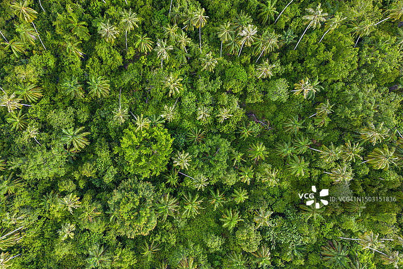 热带雨林无人机航拍鸟瞰图图片素材
