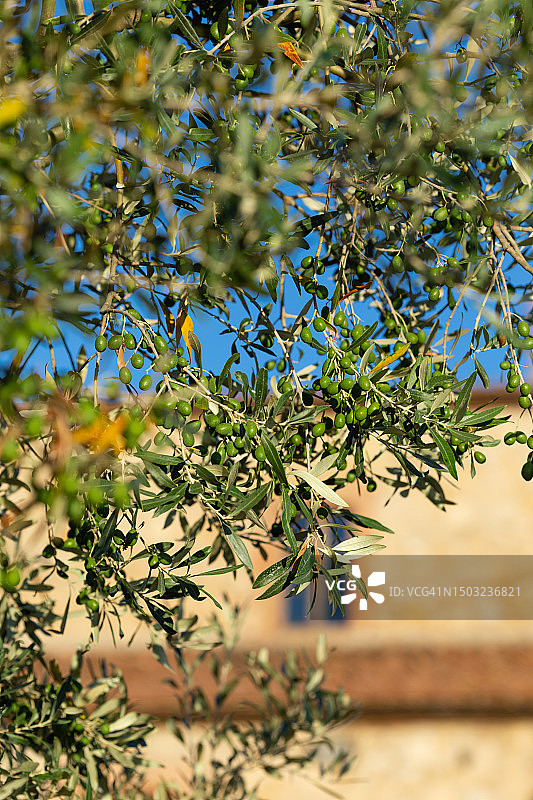 蓝天下的橄榄树枝与嫩橄榄图片素材