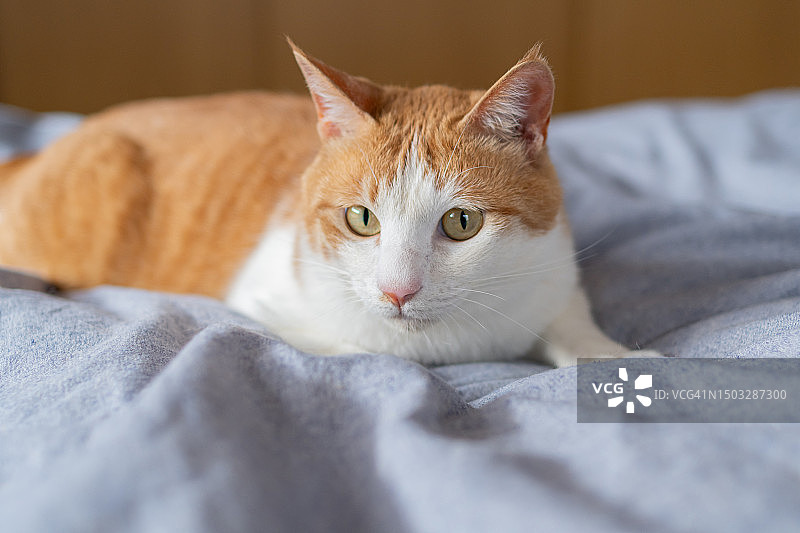 盯着猫图片素材