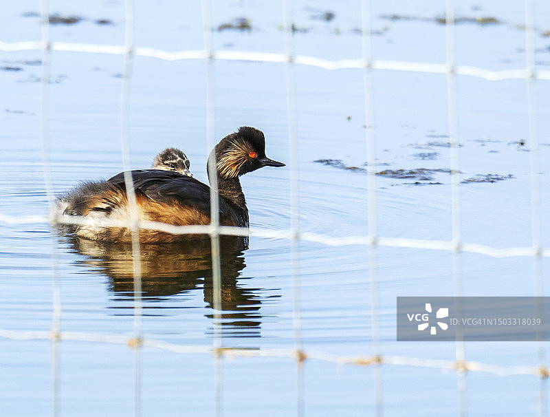 黑颈鸊鷉与幼鸟：英国约克郡圣艾登自然保护区图片素材