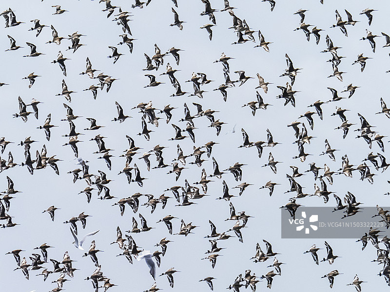 黑尾塍鹬和少数斑尾塍鹬群，英国兰开夏郡Silverdale的Leighton Moss图片素材