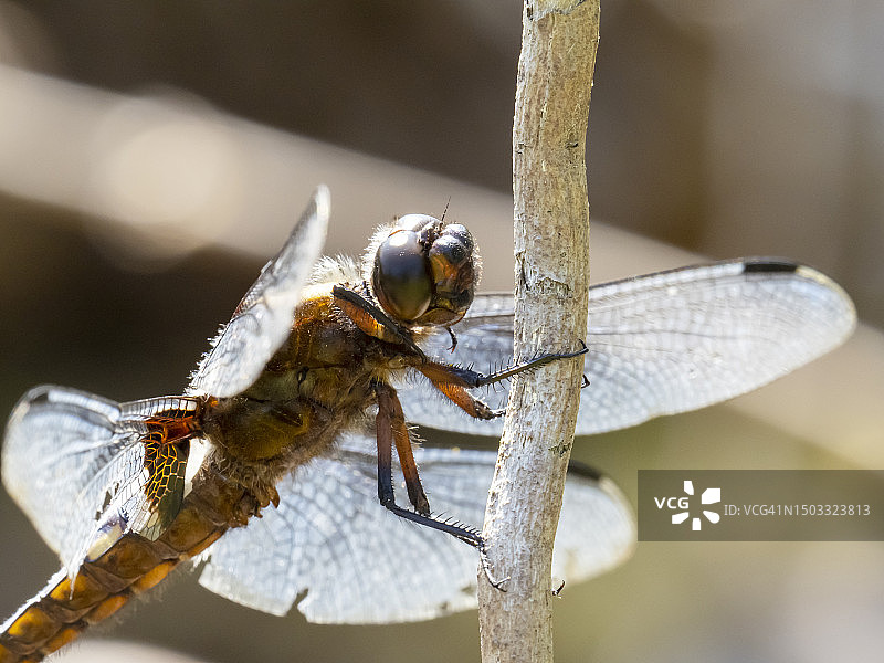利伯卢拉·德普雷沙宽体追逐者在英国兰开夏郡西尔弗代尔莱顿莫斯图片素材