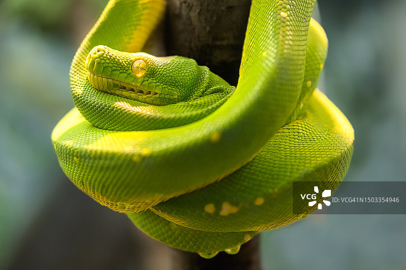 翡翠树蚺图片素材