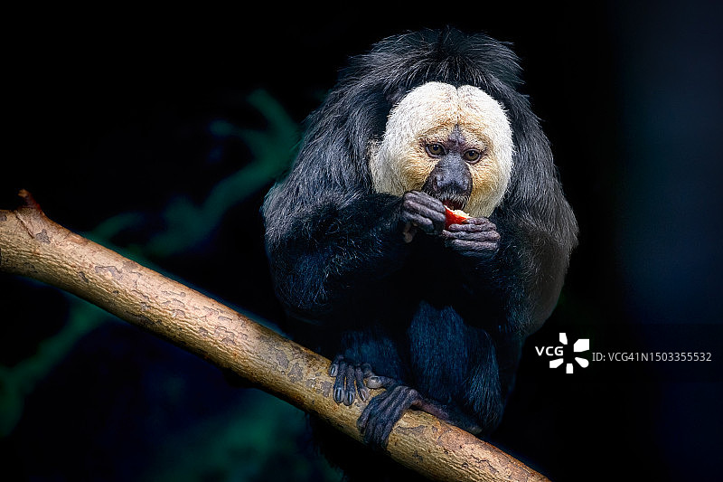 白面僧面猴图片素材