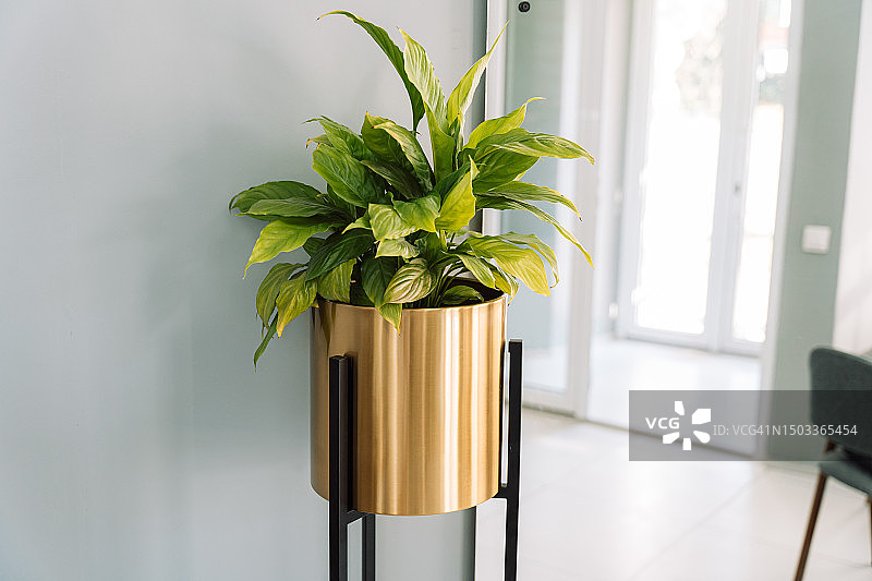 金色室内高架金属锅图片素材