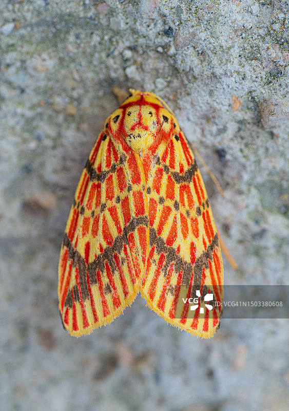 横纹苔蛾，带有黄色和红色条纹的蛾图片素材