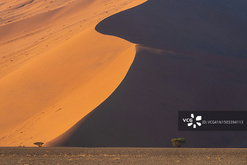 纳米比亚沙丘中的树图片素材
