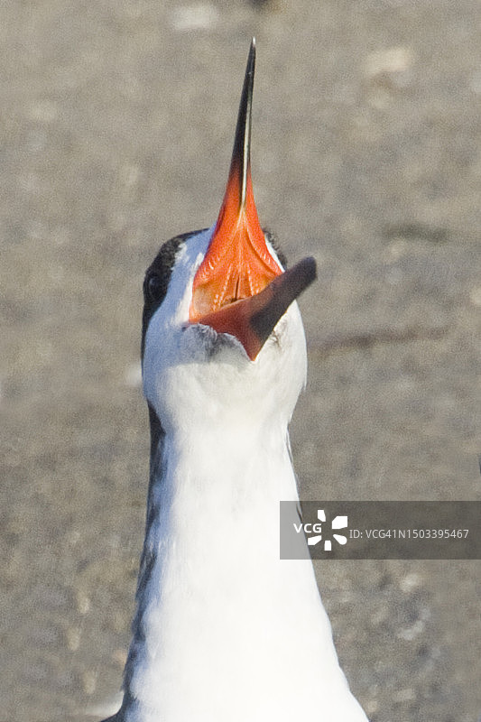 张开喙的黑剪水鹱特写图片素材