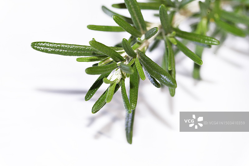 白色背景下的迷迭香特写图片素材