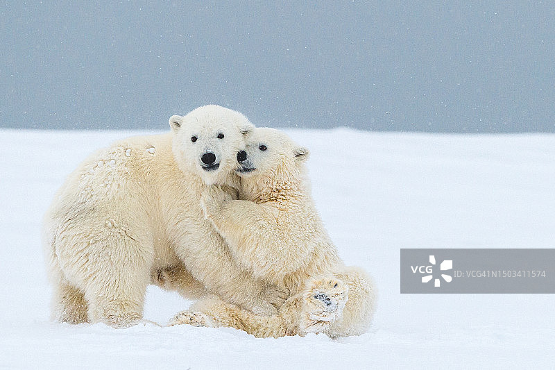 两只北极熊嬉戏打闹图片素材