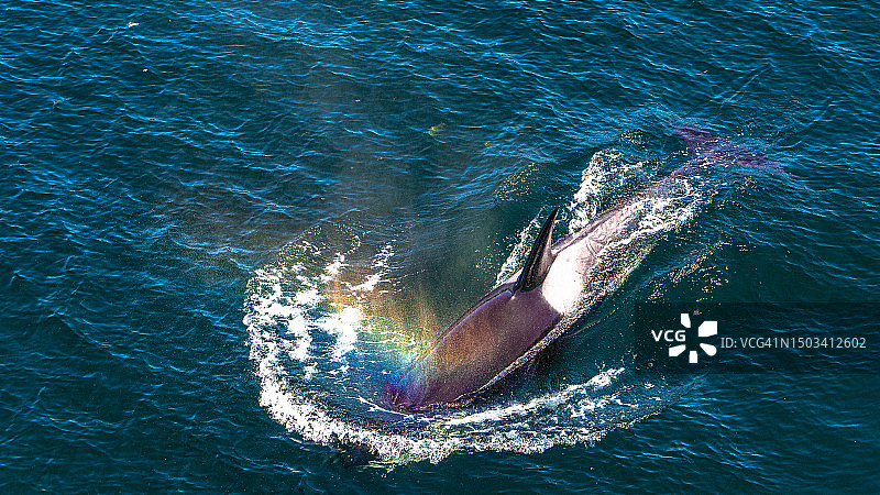 美国西北福克斯岛大桥路海域座头鲸游泳高角度视图图片素材