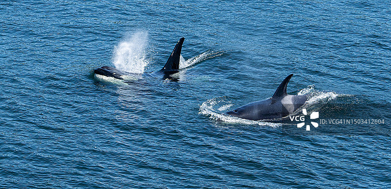 俯视在美国福克斯岛大桥路海中游泳的海豚图片素材