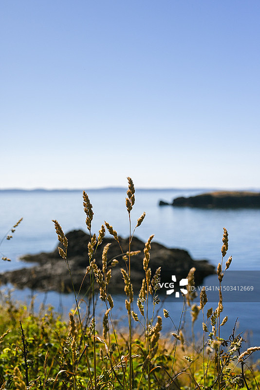 晴空下的植物特写，华盛顿州岛屿县，美国图片素材