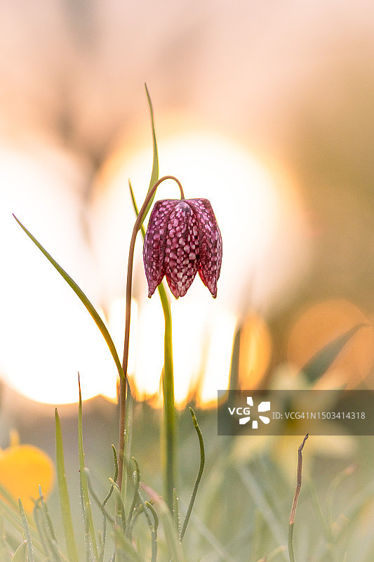 田野上红色开花植物的特写图片素材