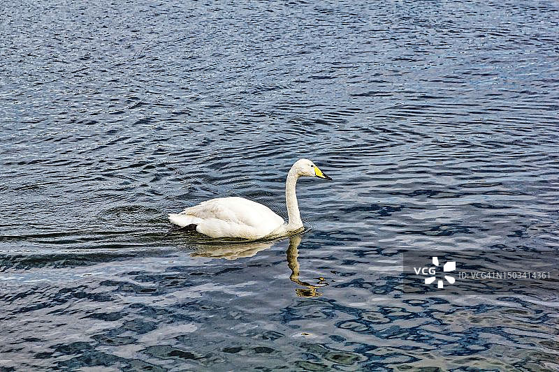 湖中哑天鹅游泳高角度景观图片素材