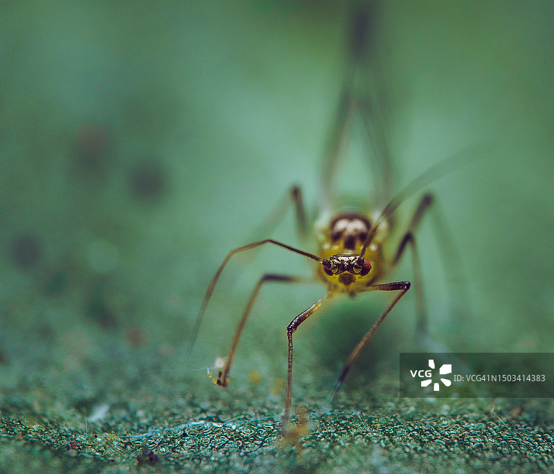 英国大伦敦区域表面上的蜘蛛特写图片素材
