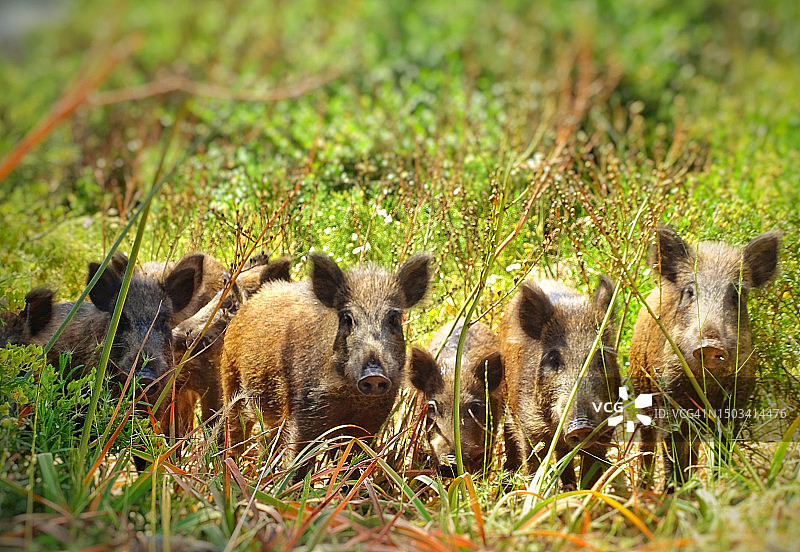 草地上狐狸的特写图片素材