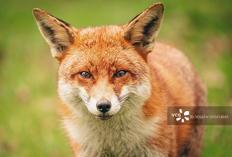 英国伦敦，红狐狸在田野上的特写图片素材