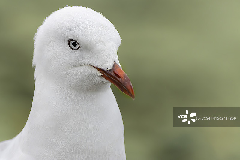 海鸥特写，新西兰坎特伯雷图片素材