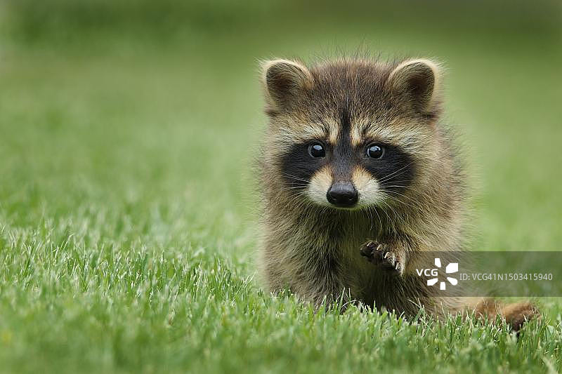 狐狸在草地上的肖像照图片素材