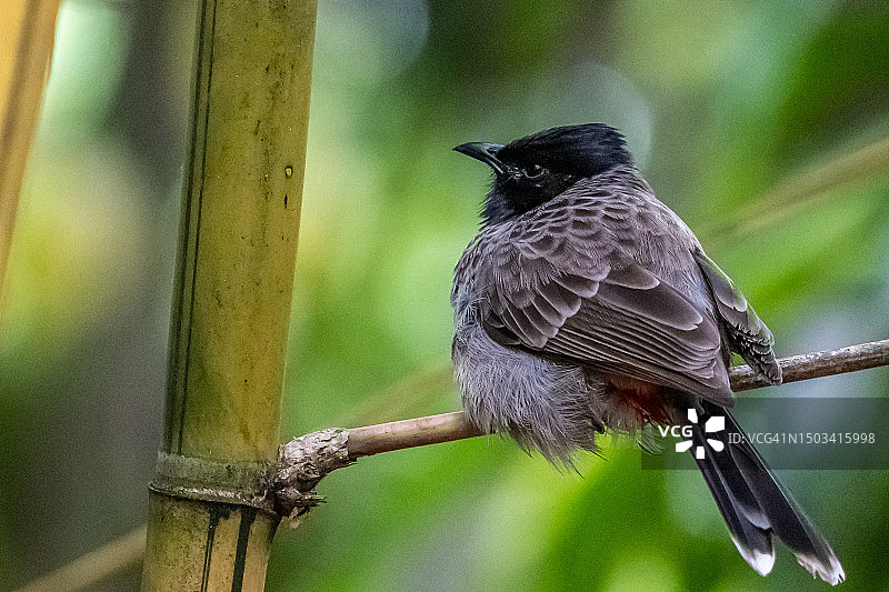 鸣禽栖息在树枝上的特写图片素材
