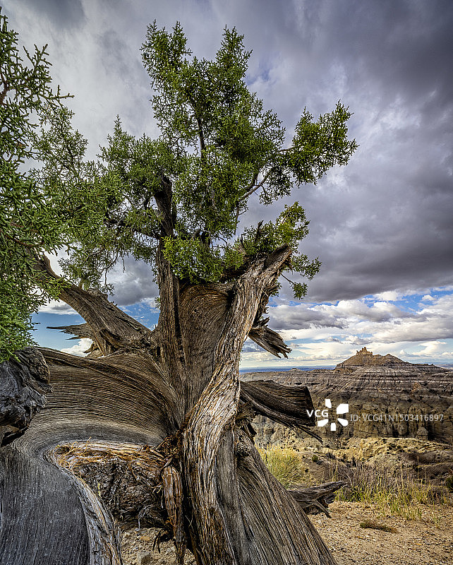 树木映衬着天空图片素材