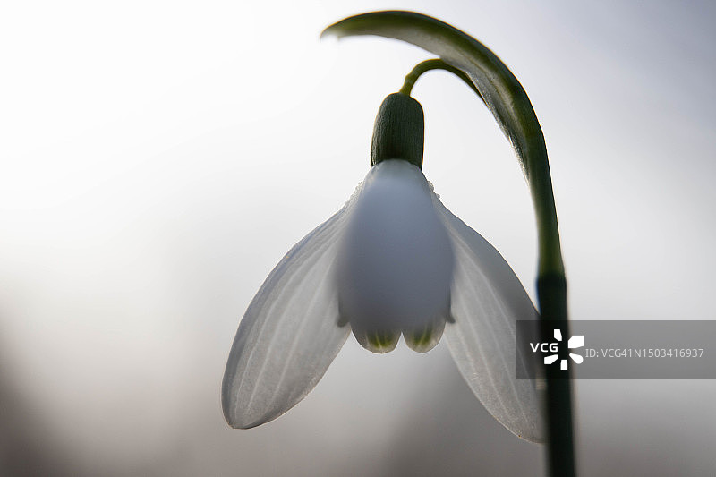 白色花朵特写，白色背景图片素材