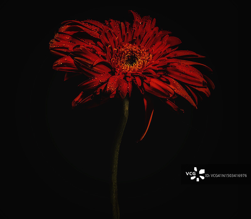 黑色背景下的红色花朵特写图片素材
