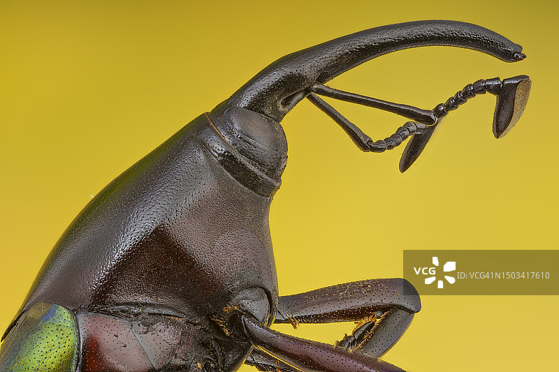 黄色背景上的鞋子特写图片素材