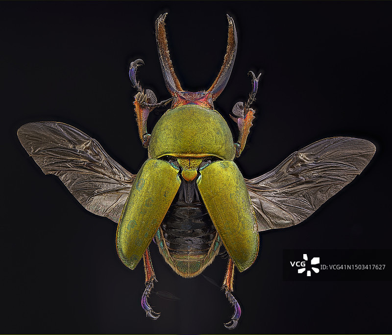 黑色背景上的昆虫特写图片素材