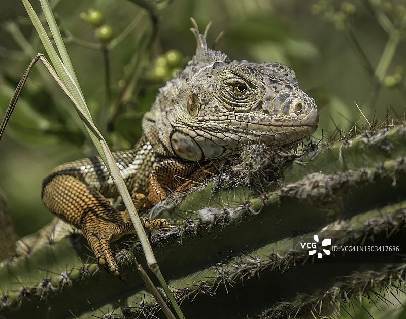 绿鬣蜥在树枝上的特写图片素材