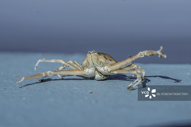 桌子上的螃蟹特写图片素材