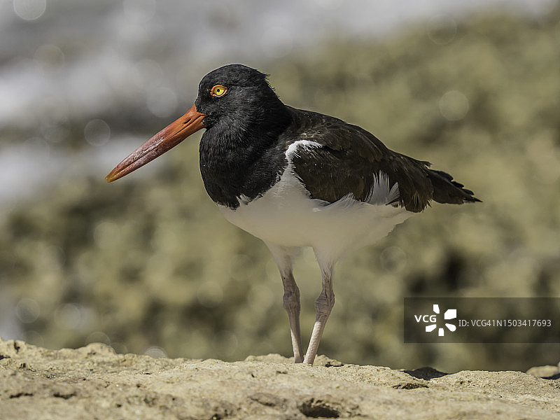 栖息在岩石上的蛎鹬特写图片素材