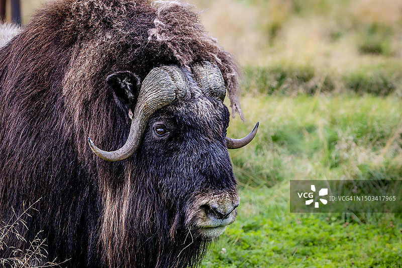 阿拉斯加原野上的水牛特写，美国图片素材