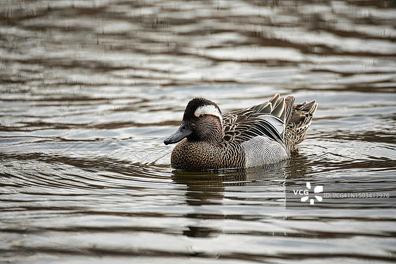 在保加利亚索非亚南公园游泳的雌性绿头鸭图片素材