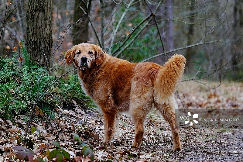 站在田野上的金毛猎犬肖像图片素材
