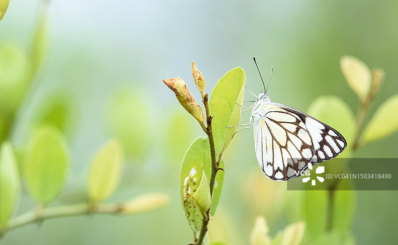 印度巴拉特普尔鸟类保护区蝴蝶授粉特写图片素材