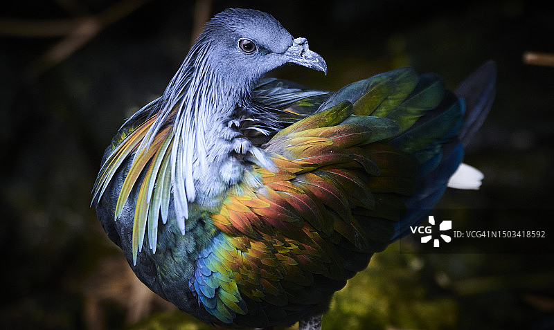 户外栖息的鸽子特写图片素材