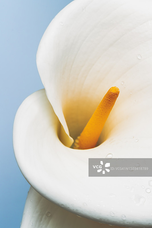 蓝色背景下的白色花朵特写，美国加利福尼亚州图片素材