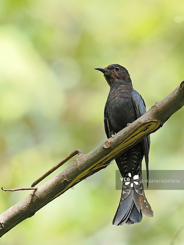 栖息在树枝上的叉尾太阳鸟特写，马来西亚吉隆坡图片素材