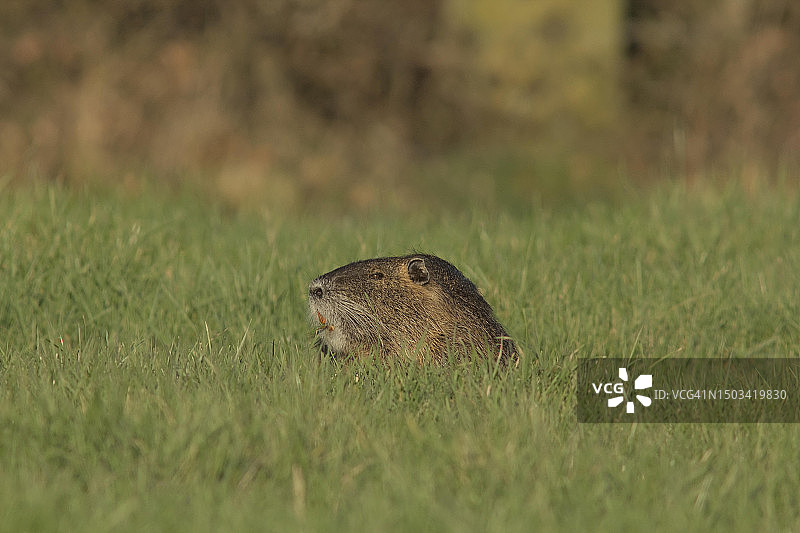 法国：草地上的松鼠特写图片素材