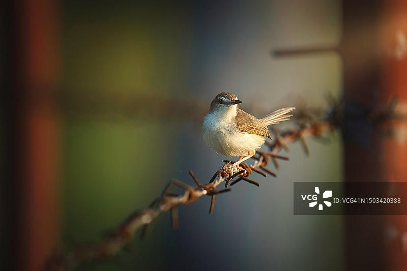 斯里兰卡库鲁内格勒的鸣雀特写图片素材
