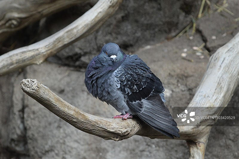 栖息在树枝上的鸽子特写，日本图片素材