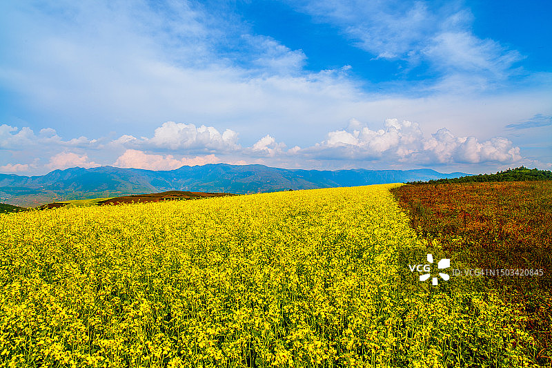 中国油菜籽田的风景图片素材
